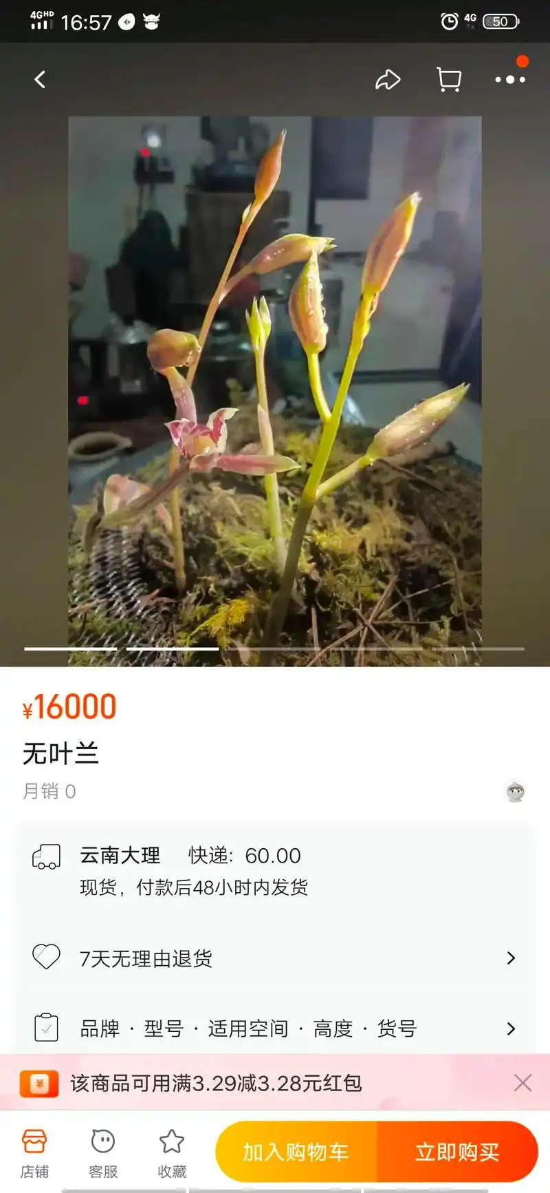 无叶兰 - 舍不得的丽江 - 抖音