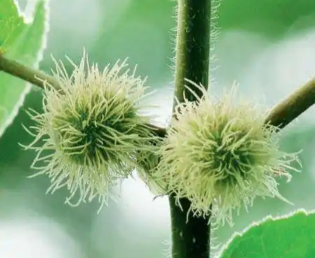 构树的雌花,宛如一棵棵长满软刺的白色小球.