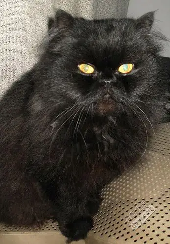 我家妞儿纯种黑色波斯猫找老公