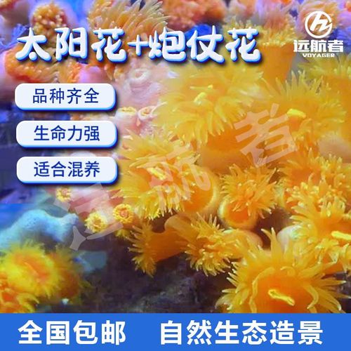 海缸生物 炮仗花珊瑚 太阳花珊瑚 海水软体nps珊瑚 新手海缸生物【5月