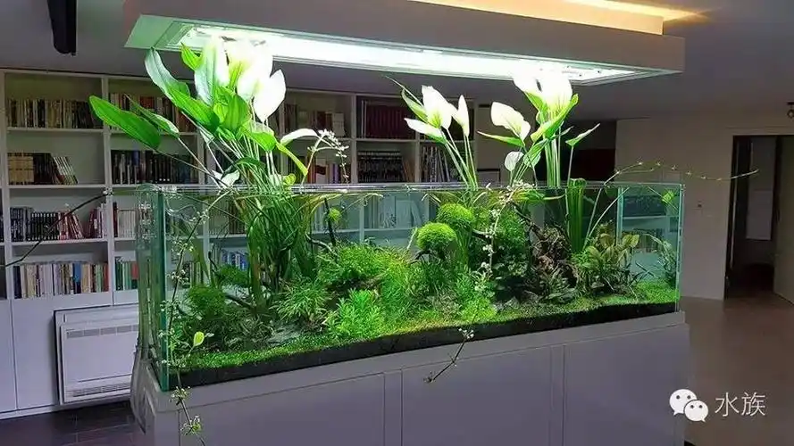 耐得住寂寞才能养出最美的草缸