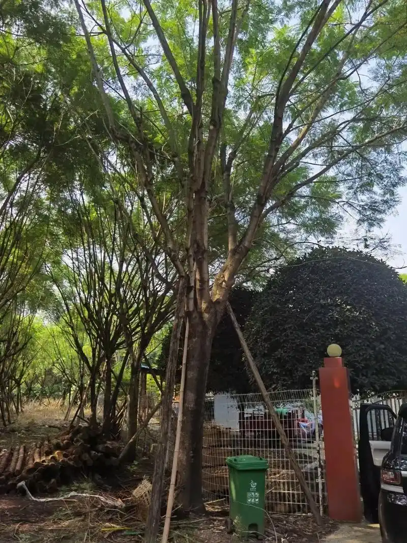 求购胸径25公分蓝花楹,树形如图,有货的朋友请与我联系180 - 抖音