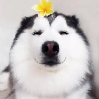 高清二货哈士奇头像高清搞笑可爱的二哈蠢萌头像图片