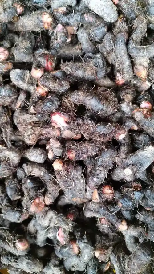 草血竭虾参红蚤休血竭子由"备货网"根据销量,好评率,价格和信誉进行精