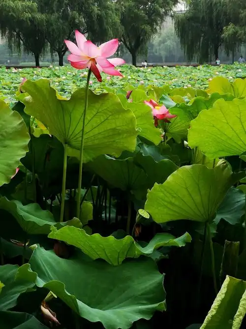 盛夏荷花开,又是一年赏荷季!
