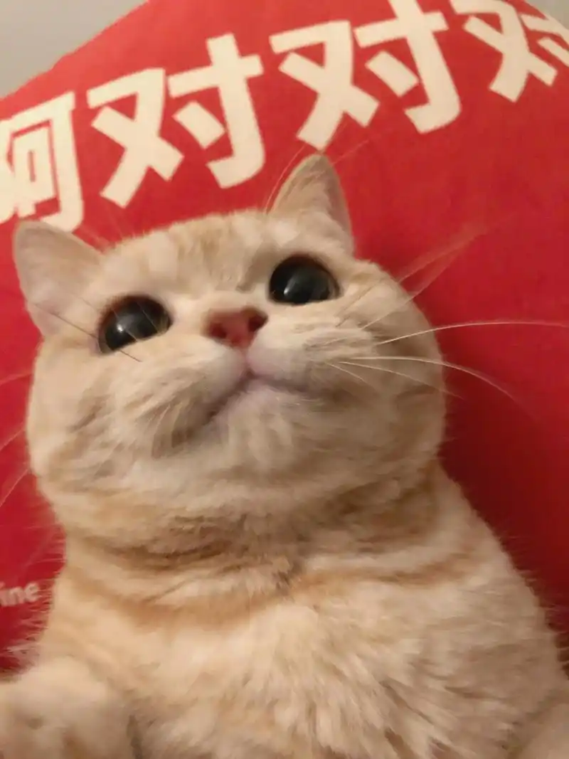 啊对对对 - 橘猫沙梨sally - 抖音