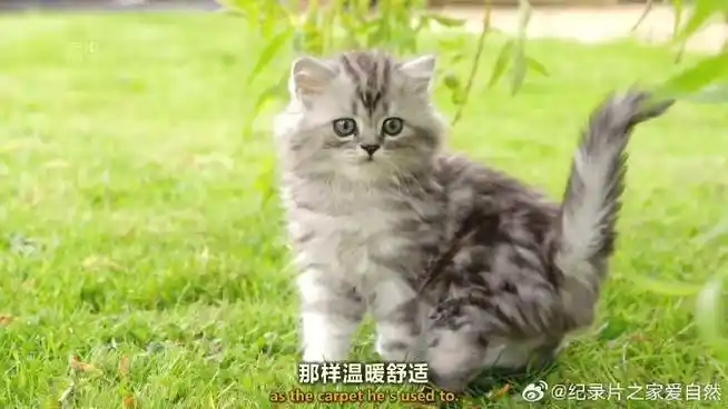 小奶猫##纪录片
