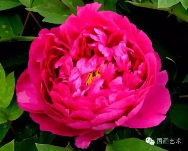 百花朝阳长寿乐粉菊花初乌春红娇艳白雪塔牡丹花大色艳,品种繁多.