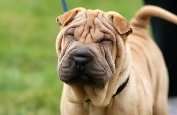 中国沙皮犬中国沙皮犬的寿命