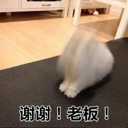 谢谢!老板!猫咪狂磕头_猫咪_磕头_谢谢_老板表情