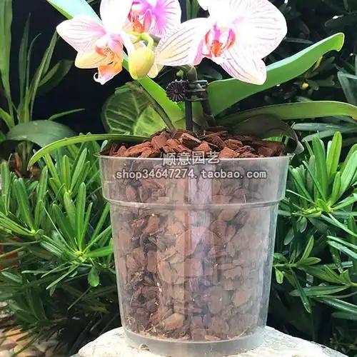 蝴蝶兰专用花盆透明育苗杯硬植杯石斛卡特兰兰洋花盆