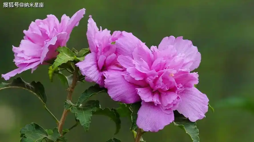 天秤座幸运花,高标逸韵,能为天秤座带来好运的星座花有哪些?