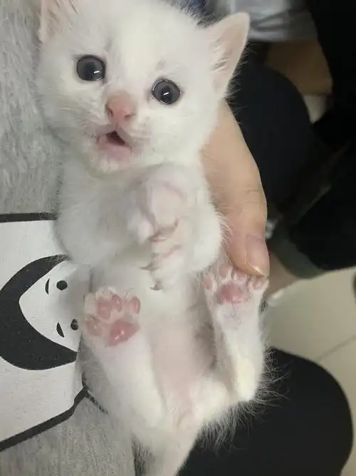 两个月大小白猫求领养