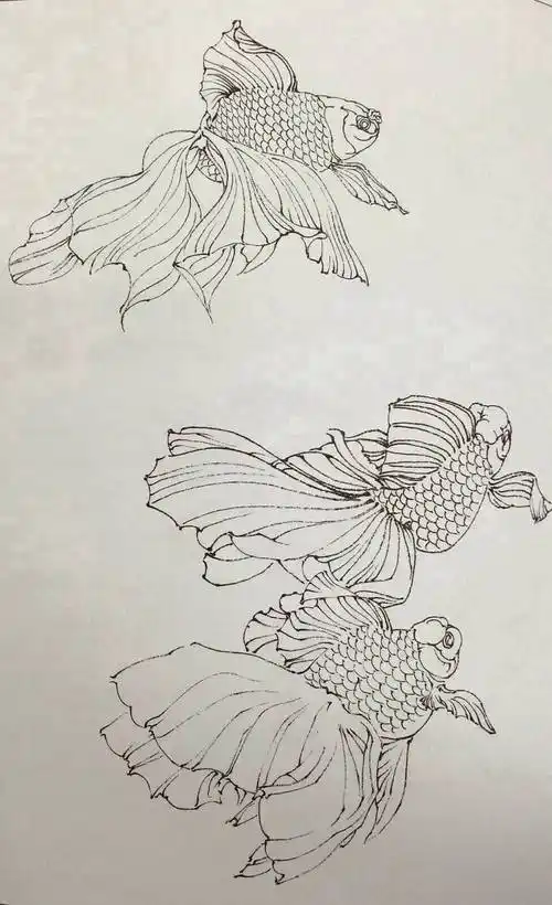 金鱼白描线稿黑白绘画参考