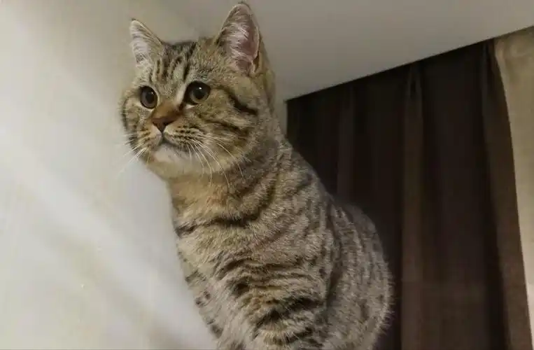 梵色梵色英短指的是身上由蓝色和白色这两种颜色组成不同的花纹.