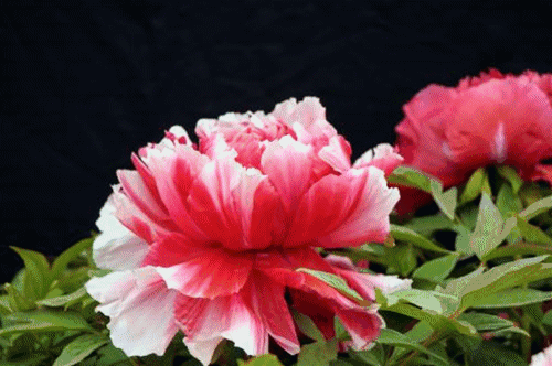 说好的8万株牡丹花海呢?到现场发现稀稀拉拉,还用塑料花装扮