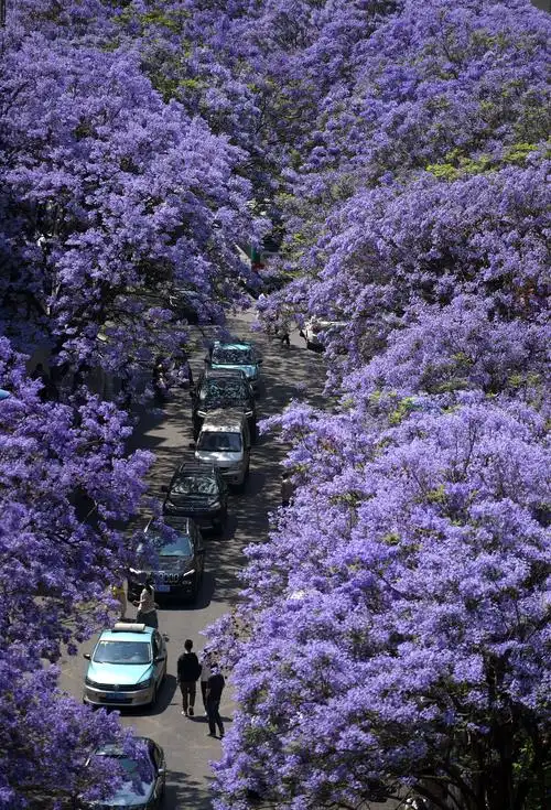 蓝花楹绽放春城_昆明
