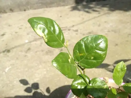 茉莉花的叶子,出现黄斑,谁能知道一下,出了什么问题,不要发复制来的
