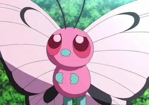 1 粉红色的巴大蝶