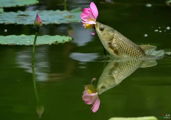 鱼吃荷花