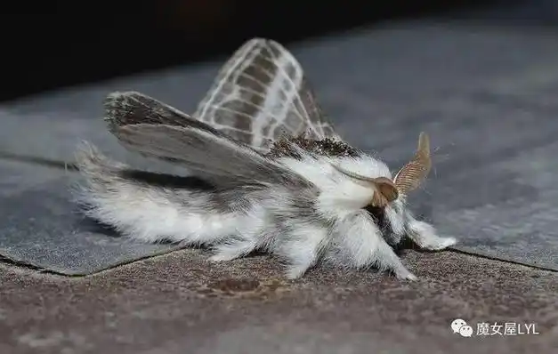 毛茸茸的狮子狗小蛾子——原来它们叫"吻蛾"!