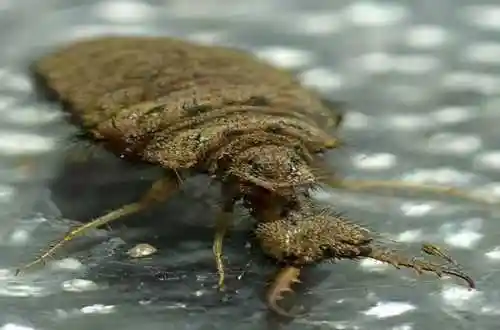 蚁狮有什么价值一斤价值三四十万元