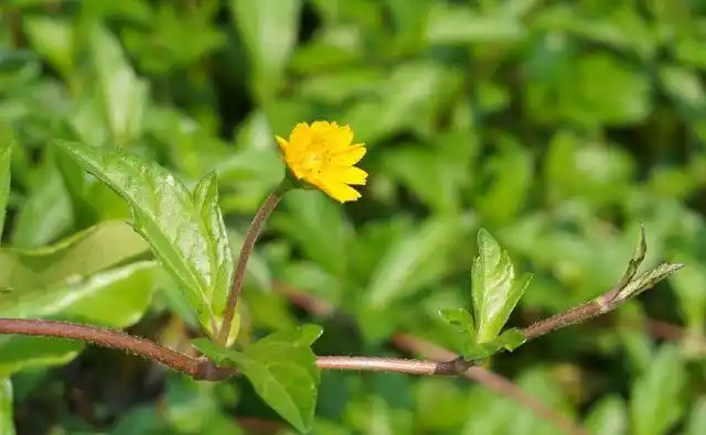 入侵物种南美蟛蜞菊,到你们那了吗,貌似颜值还不错
