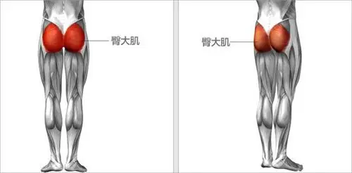 臀部肌群由臀中肌与臀大肌所组成,是我们人体力量的来源,在许多动作中