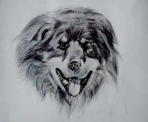 如何画藏獒素描?