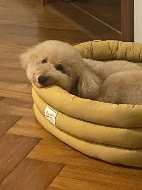 睡前卖萌笑着看着我 然后就变成咪咪眼 然后小猪就进入梦乡啦～明天见