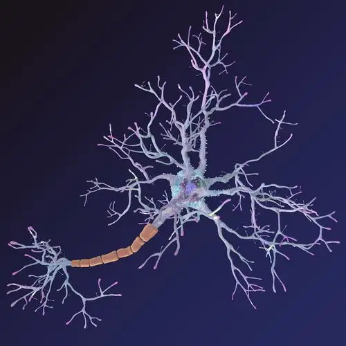 神经元3d模型