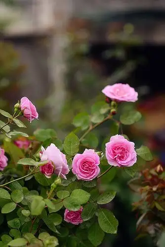 日本花见小路再现盛况 - 月季,蔷薇,铁线莲 浴花谷论坛