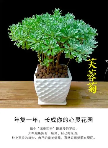 芙蓉菊绿植物观叶盆栽室内美观绿植园艺花卉盆栽四季