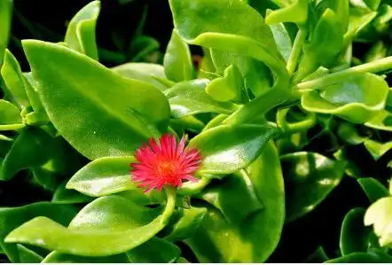 穿心莲图片穿心莲的作用与功效