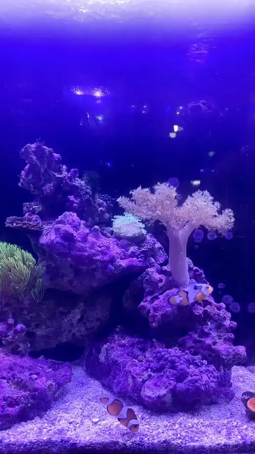 如同海中的精灵0269♀15,海缸的难度远远大于普通的造景鱼缸