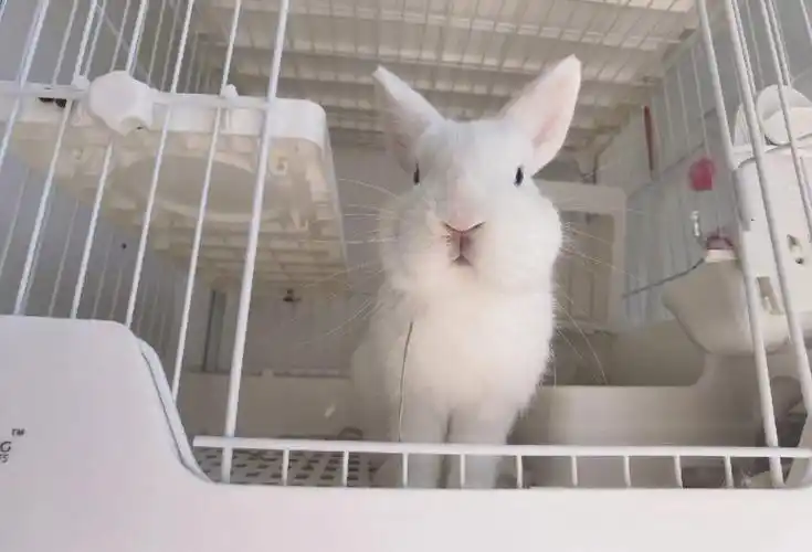 无偿领养蓝眼白双血侏儒兔弟弟