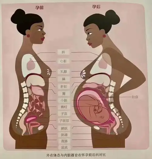 张开没有修复 内脏下垂压迫子宫 向下95挤压  盆底肌无力 不能承受