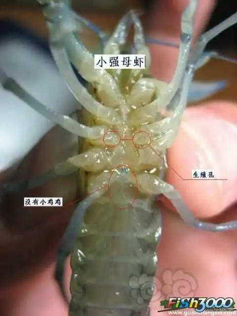 鳌虾的公母区分方法
