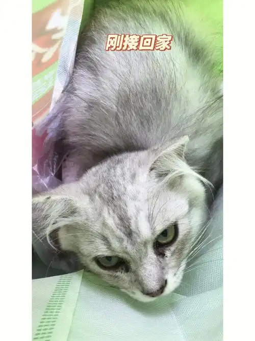 人生建议:不要养折耳!