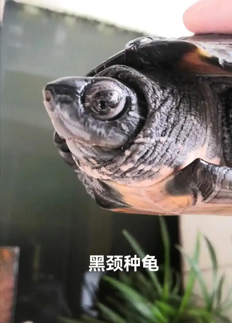 广西大头黑颈种龟,合法人工养殖. - 抖音