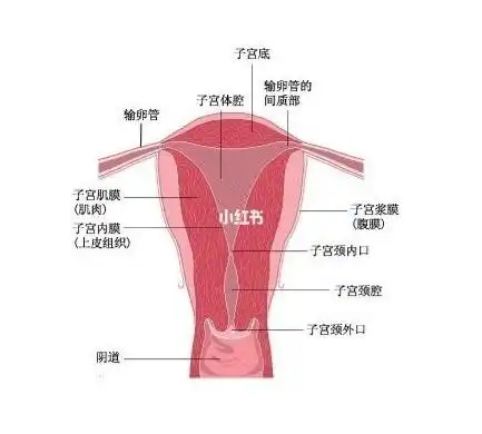 宫颈糜烂会引发那些危害