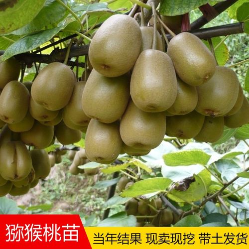 猕猴桃树苗南方北方种植盆栽地栽