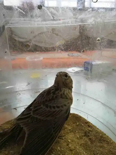 这是云雀吗?是公是母谢谢