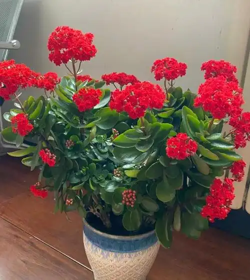 3月长寿花就得用心翻越翻越旺越翻越开花