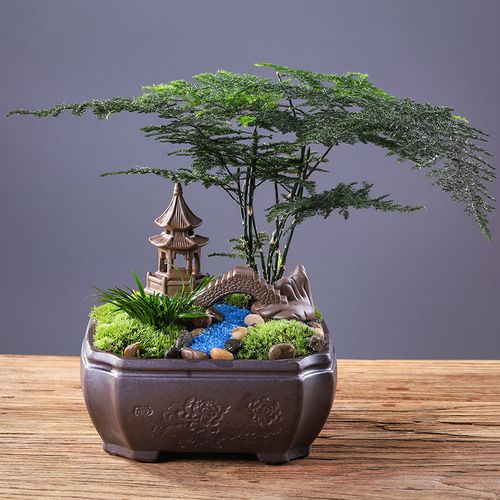 文竹小盆栽发财树包活绿植花卉防辐射茶桌摆件室内桌面榕树吸甲醛