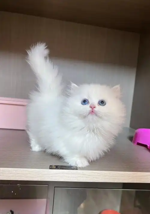 极品纯白拿破仑矮脚郑州猫舍拿破仑矮脚猫