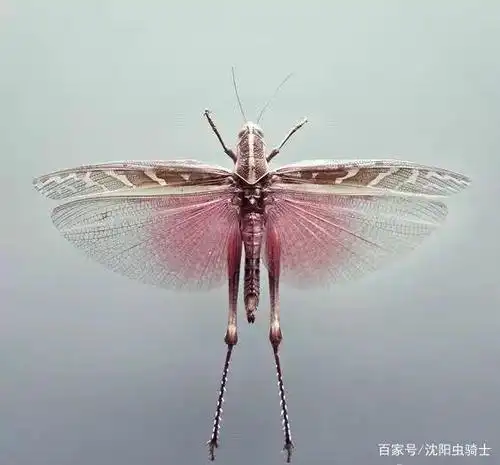 自然科普:昆虫的翅膀不仅能飞,还能变成小棍子保持平衡