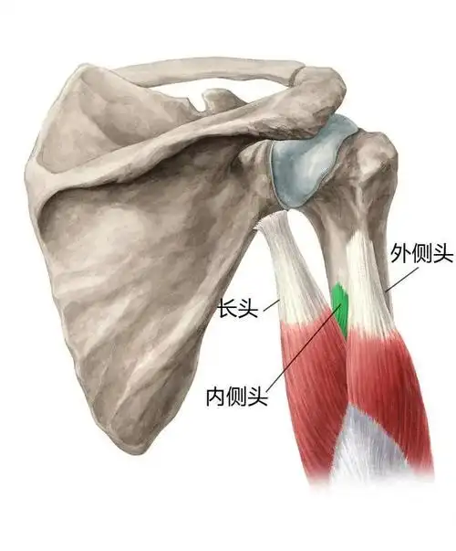 肱三头肌训练解剖详解大全干货