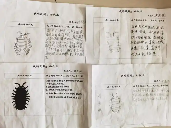 探秘西瓜虫——城关街道中心幼儿园小二班生成性课程