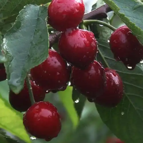 高产优质日本樱桃销售